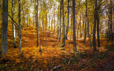Autumn in forest. Beauty of nature