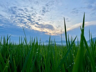 beautiful background of morning green rice, blue sky with beautiful white clouds