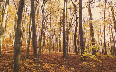 Autumn in forest. Beauty of nature