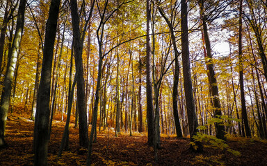 Fototapeta premium Autumn in forest. Beauty of nature