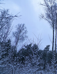 Winter forest landscape.