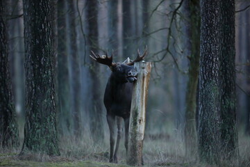 Łoś (Alces alces) moose © Bartosz Rakoczy