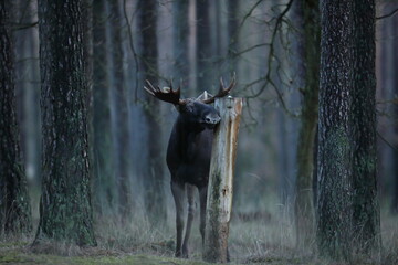Łoś (Alces alces) moose © Bartosz Rakoczy