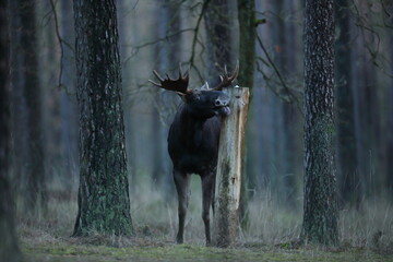 Łoś (Alces alces) moose © Bartosz Rakoczy