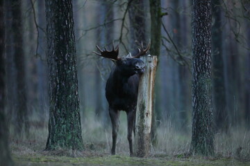 Łoś (Alces alces) moose © Bartosz Rakoczy