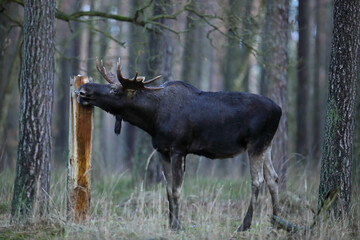 Łoś (Alces alces) moose © Bartosz Rakoczy