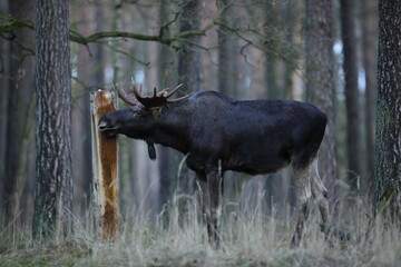 Łoś (Alces alces) moose © Bartosz Rakoczy