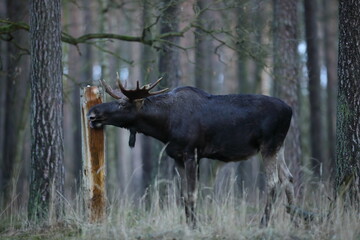 Łoś (Alces alces) moose © Bartosz Rakoczy