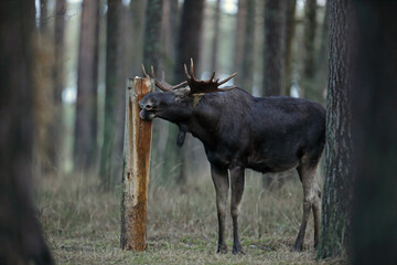 Łoś (Alces alces) moose © Bartosz Rakoczy