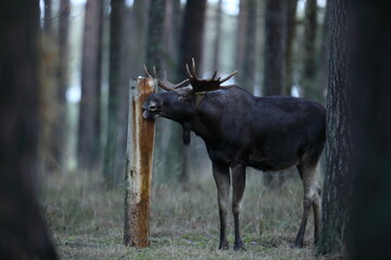 Łoś (Alces alces) moose © Bartosz Rakoczy