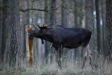 Łoś (Alces alces) moose © Bartosz Rakoczy