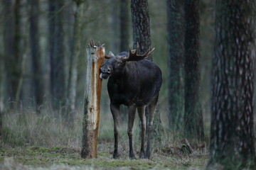 Łoś (Alces alces) moose © Bartosz Rakoczy