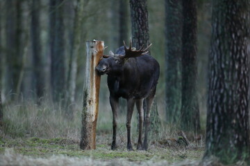 Łoś (Alces alces) moose © Bartosz Rakoczy