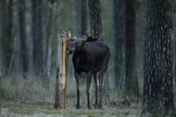 Łoś (Alces alces) moose
