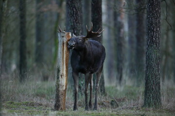 Łoś (Alces alces) moose © Bartosz Rakoczy