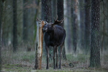 Łoś (Alces alces) moose © Bartosz Rakoczy