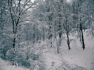Winter forest in Wiezyca, Kashubia, northern Poland