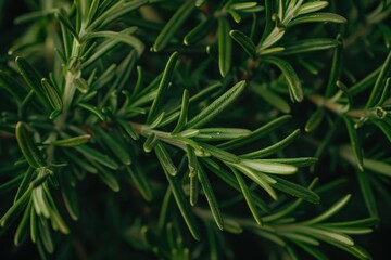 Fototapeta premium Detailed close up of rosemary needles