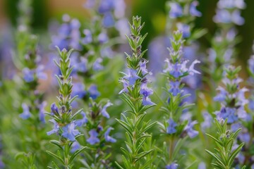 Detailed view of blooming Rosemary plant