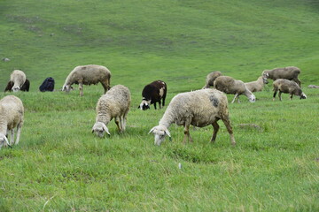 The sheep of the grasslands