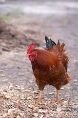 A beautiful, big rooster in the village. Close-up of a brown rooster in a field.