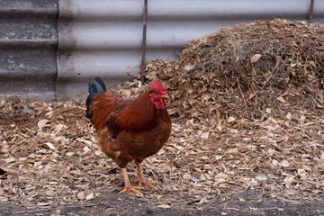 A beautiful, big rooster in the village. Close-up of a brown rooster in a field.