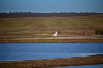 A White Pelican Flying over a Marsh by Whiting Outlook Park, in Midland, Michigan.