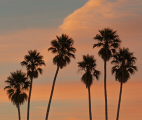 Obraz premium Sunset with palm tree silhouette