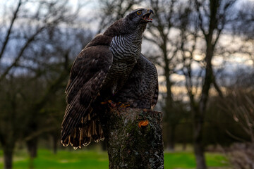 Goshawk - bird of prey in Dense Woodland