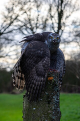 Goshawk - Prized Prey