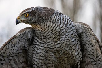 Goshawk - Side Profile Portrait