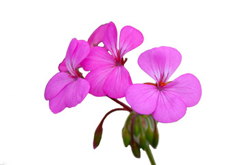 Vibrant pink flowers bloom against a clean background in a delicate display of nature beauty