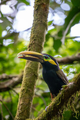toucan on a branch