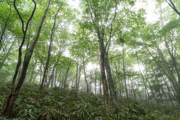 Obraz premium 霧の森の中を歩く 