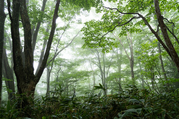 霧の森の中を歩く	