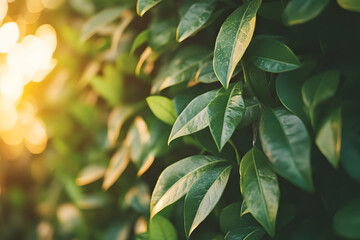 Lush green leaves backlit by warm sunlight.