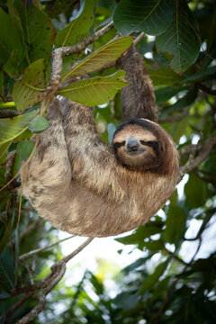 sloth sleeping on a tree