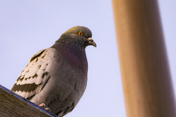 Close up of pigeon at Imperial beach pier 