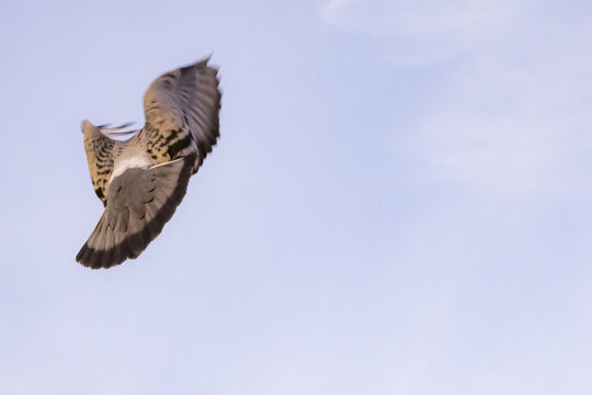 Pigeon in flight Imperial Beach California 2024 