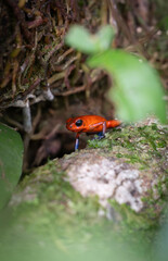 dart poison frog