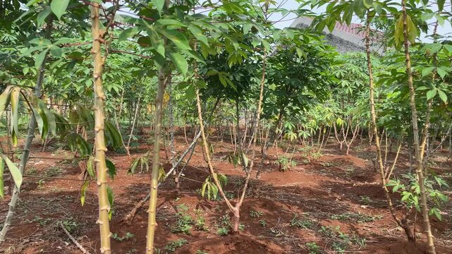 cassava garden leaves during the day with a blue sky background