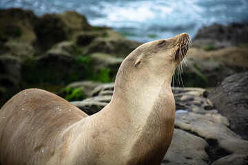 Fototapeta premium state sea lion