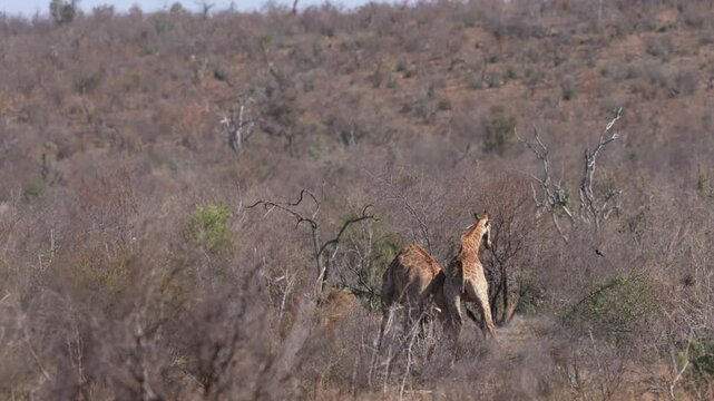 Two male Giraffe's striking each other with body and head blows in a rarely seen territorial battle for the right to breed. The giraffe is a large African hoofed mammal belonging to the genus Giraffa.