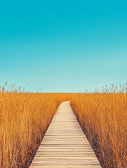 Fototapeta premium A straight wooden boardwalk crossing a field of tall, golden grasses under a vast blue sky