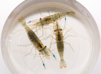 Palaemon elegans sometimes known by the common name rockpool shrimp, is a species shrimp of the family Palaemonidae.