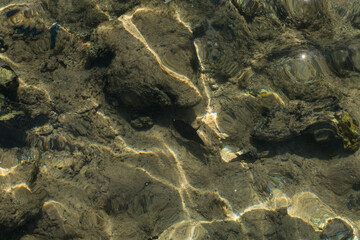 Cantherhines pardalis is a species of fish in the family Monacanthidae. Fish in their natural habitat. The fauna of the Red Sea.