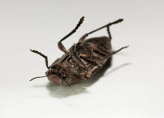 Perotis lugubris is a genus of beetles in the family Buprestidae.The insect is a parasite.