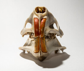 Skull of a nutria or coypu (Myocastor coypus) on a white background. The bones of the head of the...