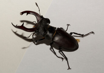 Lucanus cervus is the best-known species of stag beetle (family Lucanidae) in Western Europe. Imago, a male insect on, a white background.