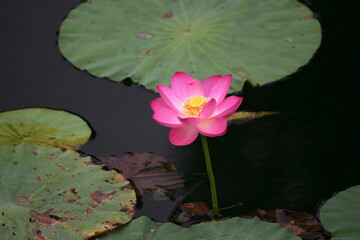 pink water lily